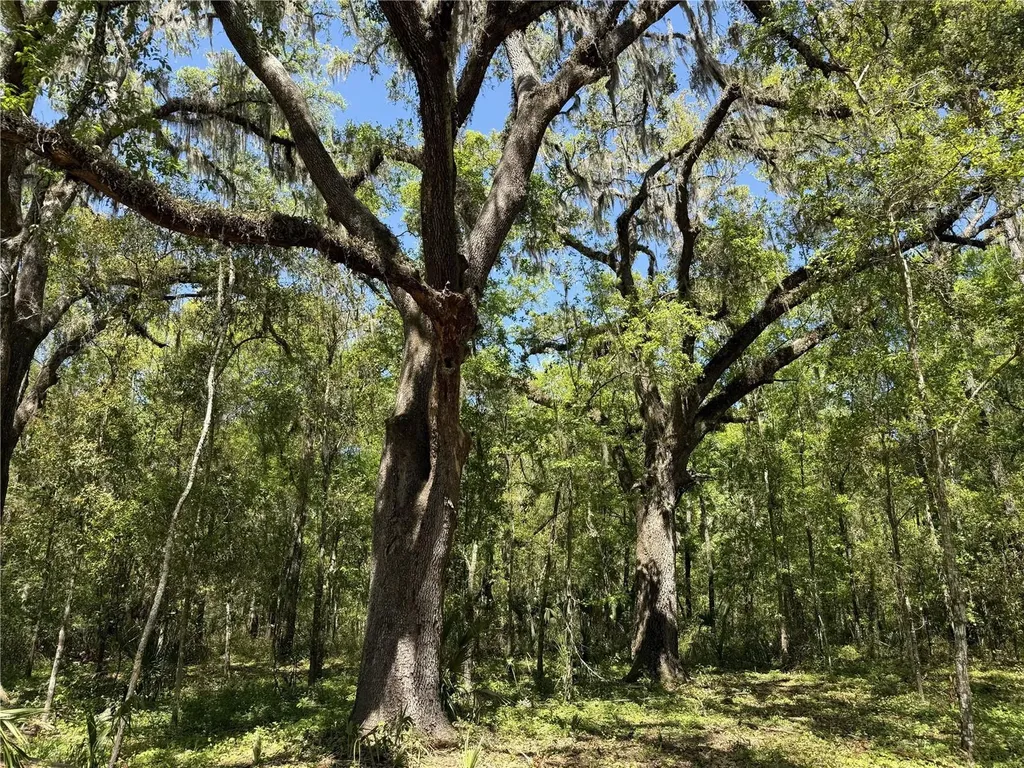 Irvine Acres #5 (13ac) W Highway 318 Reddick FL 32686