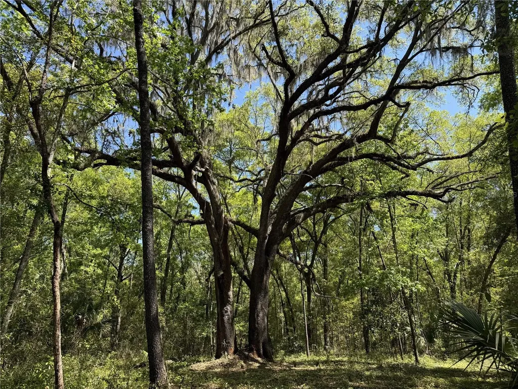 Irvine Acres #5 (13ac) W Highway 318 Reddick FL 32686