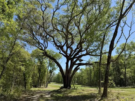 Irvine Acres #5 (13ac) W Highway 318 Reddick FL 32686