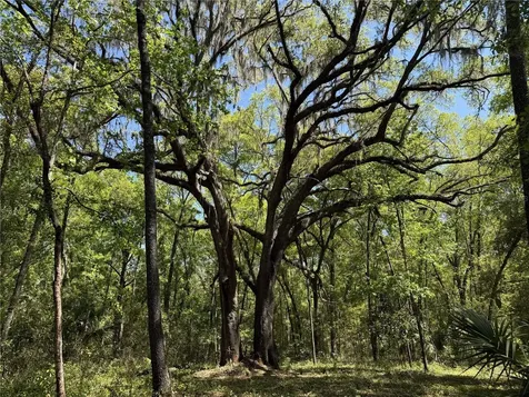 Irvine Acres #5 (13ac) W Highway 318 Reddick FL 32686