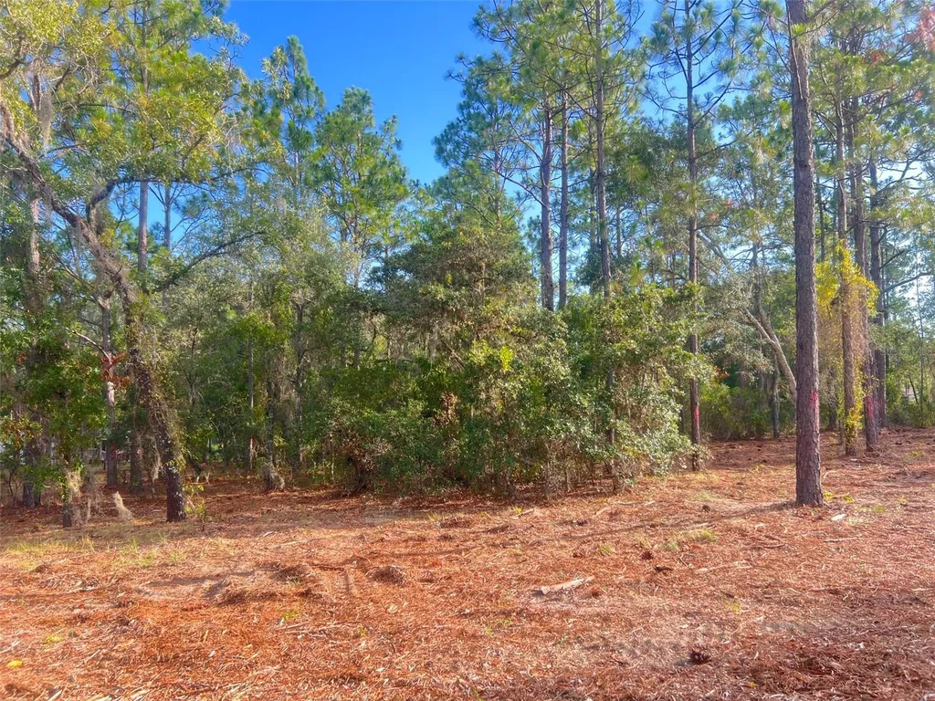 Levy Street Williston FL 32696