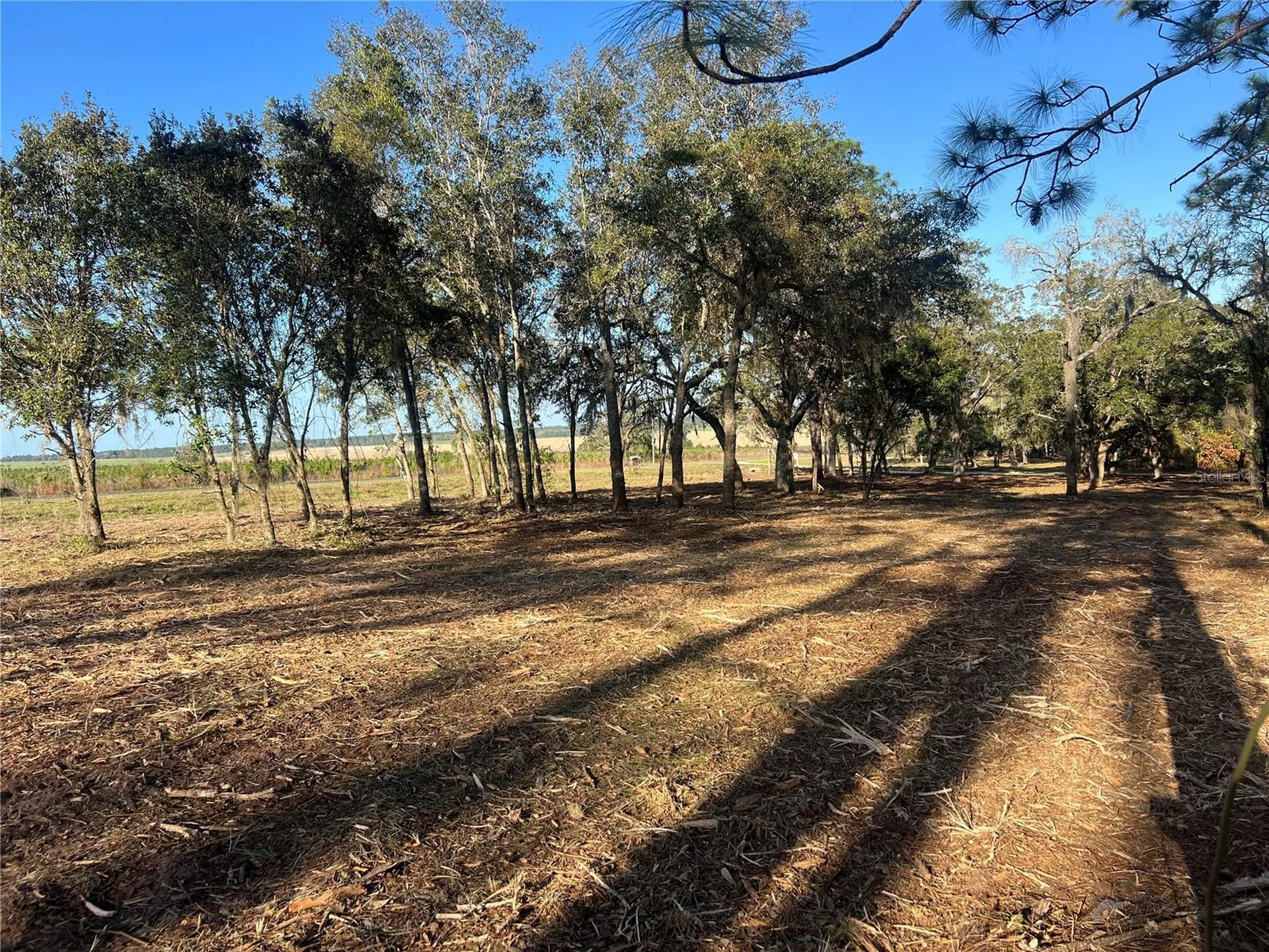 Levy Street Williston FL 32696