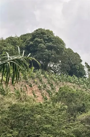 Km 0.9 Route 759 Maunabo PR 00707