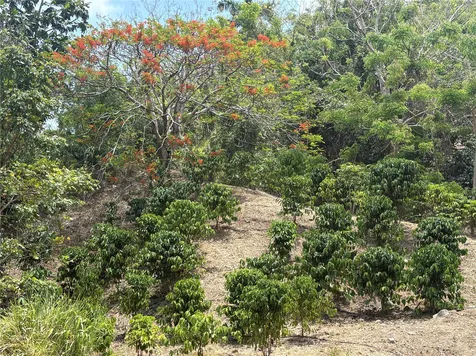 Quebrada Grande Trujillo Alto PR 00976