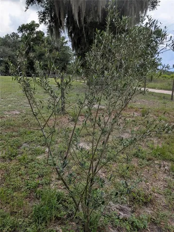 123 Amos Road Crescent City FL 32112