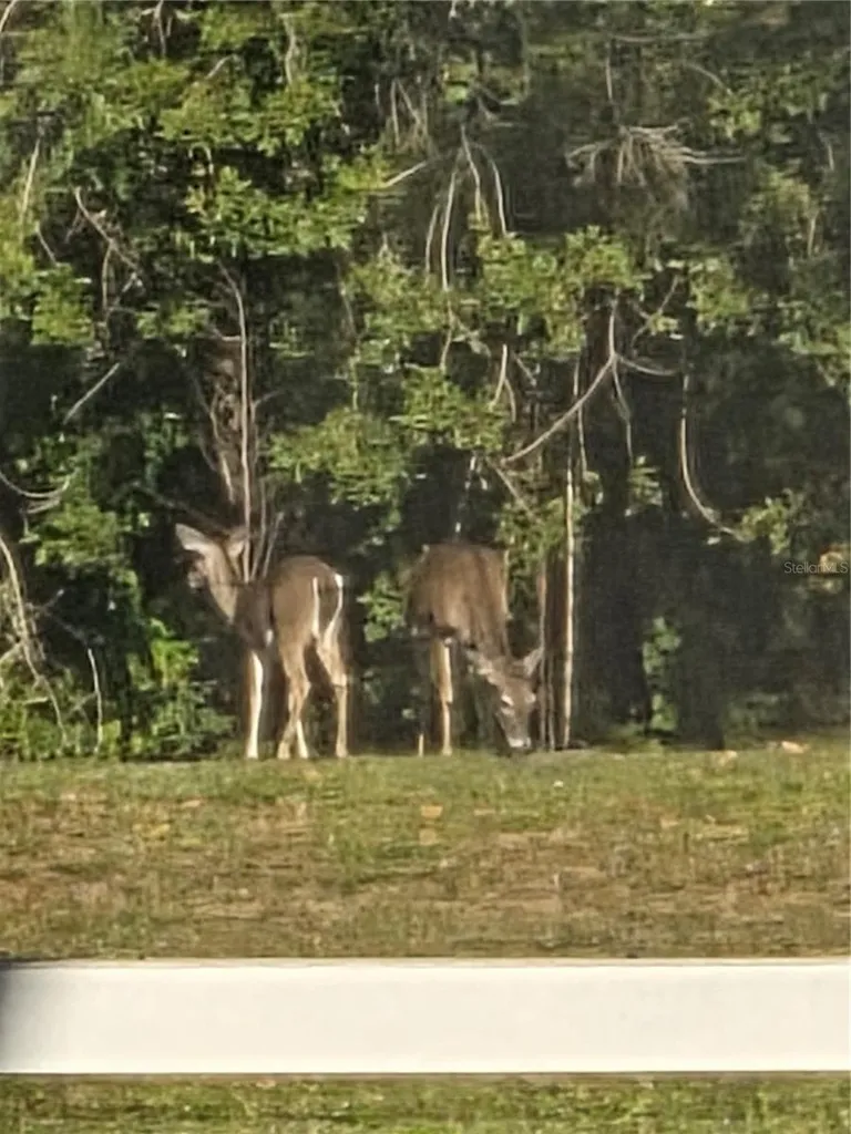 Tarpon Springs FL 34689