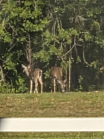 Tarpon Springs FL 34689