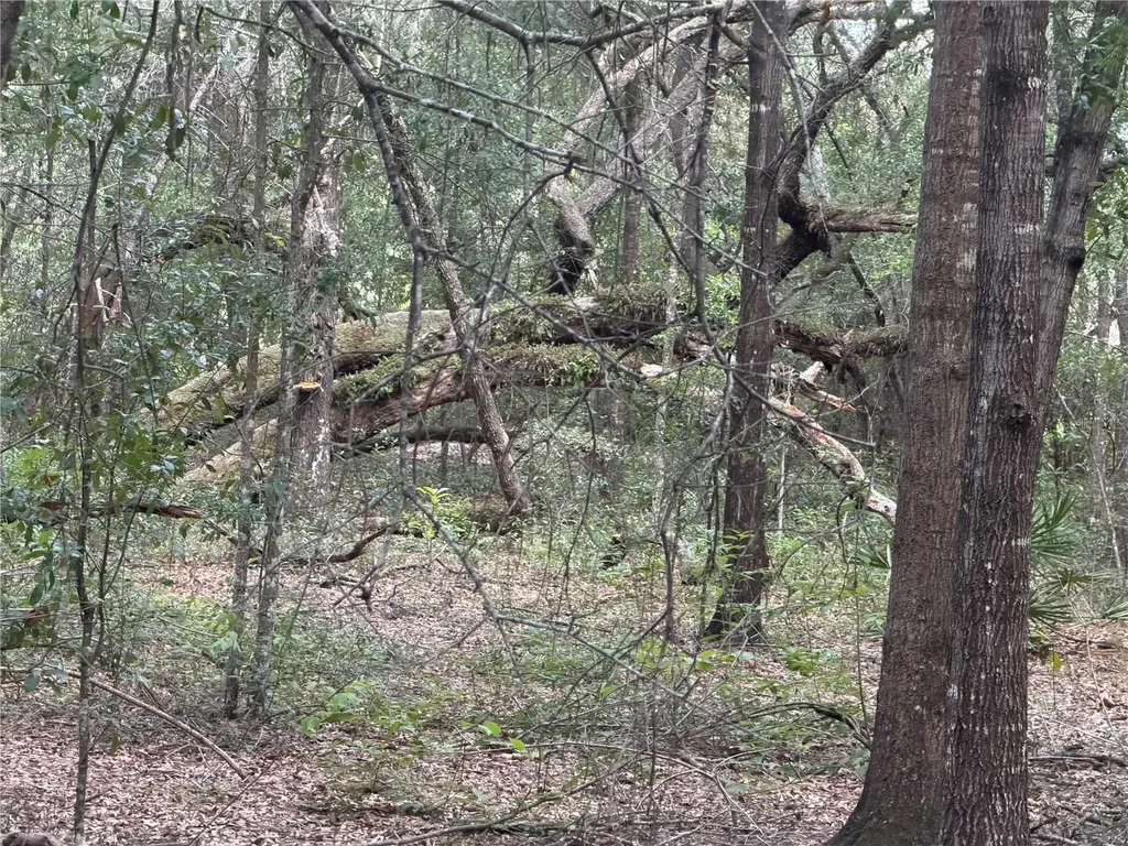 5967 NE 63rd Street Silver Springs FL 34488