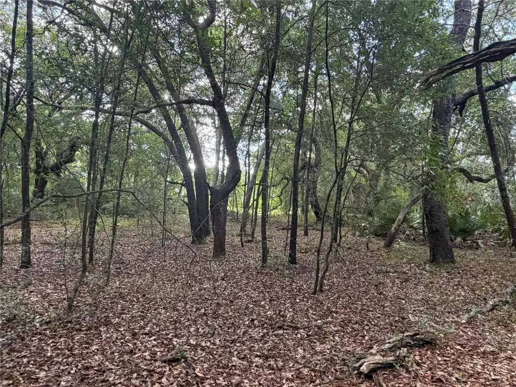 5967 NE 63rd Street Silver Springs FL 34488
