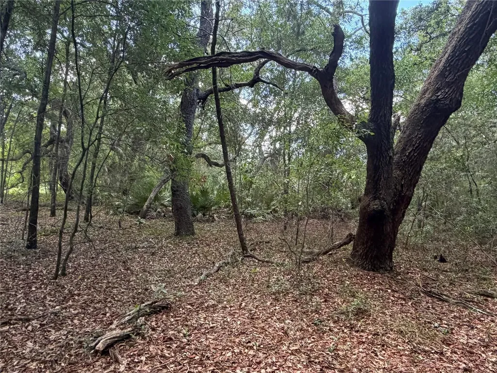 5967 NE 63rd Street Silver Springs FL 34488