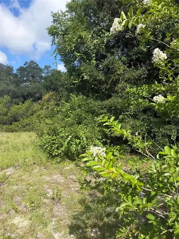 5967 NE 63rd Street Silver Springs FL 34488