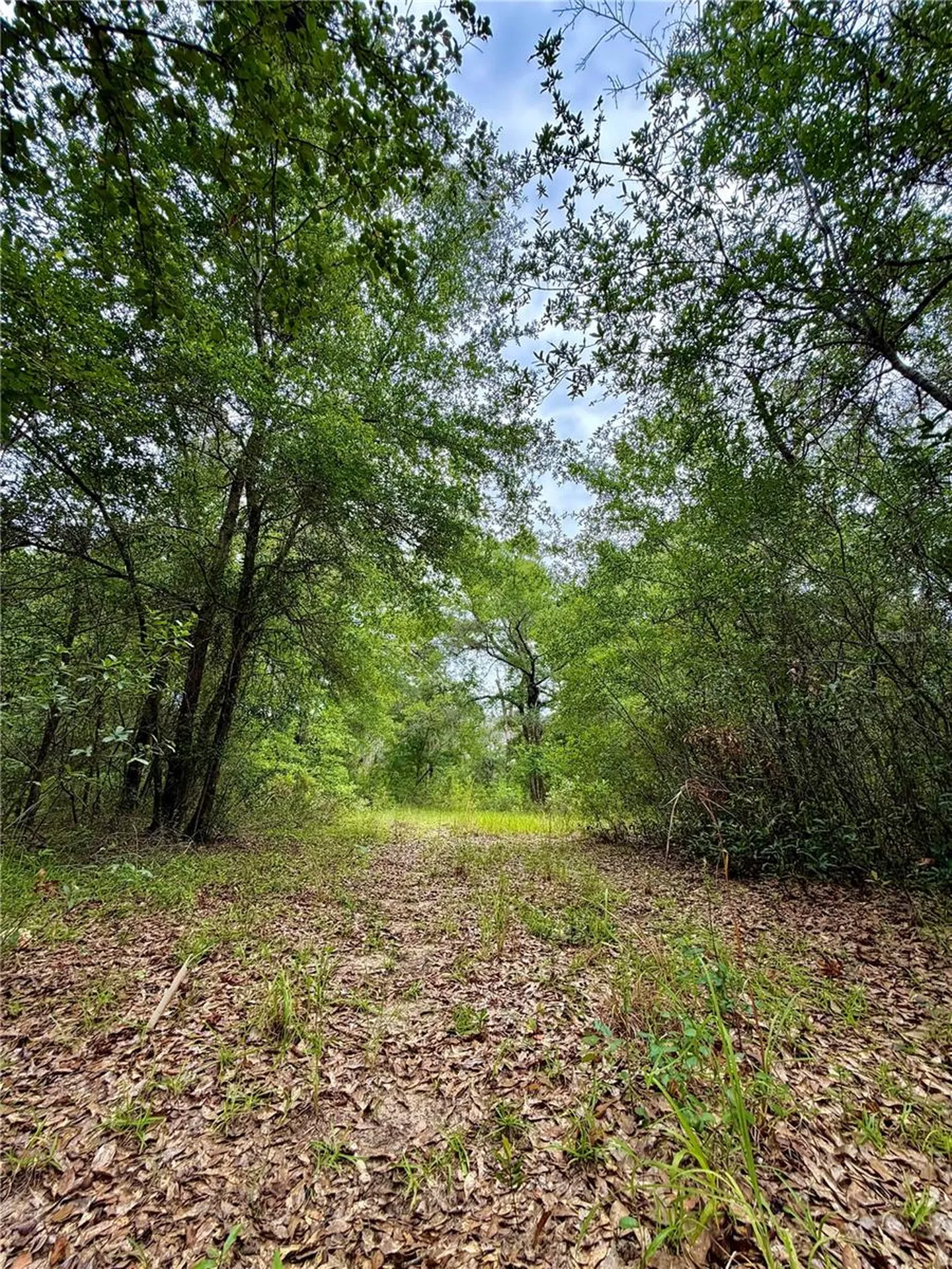 12790 NE 78 Terrace Bronson FL 32621