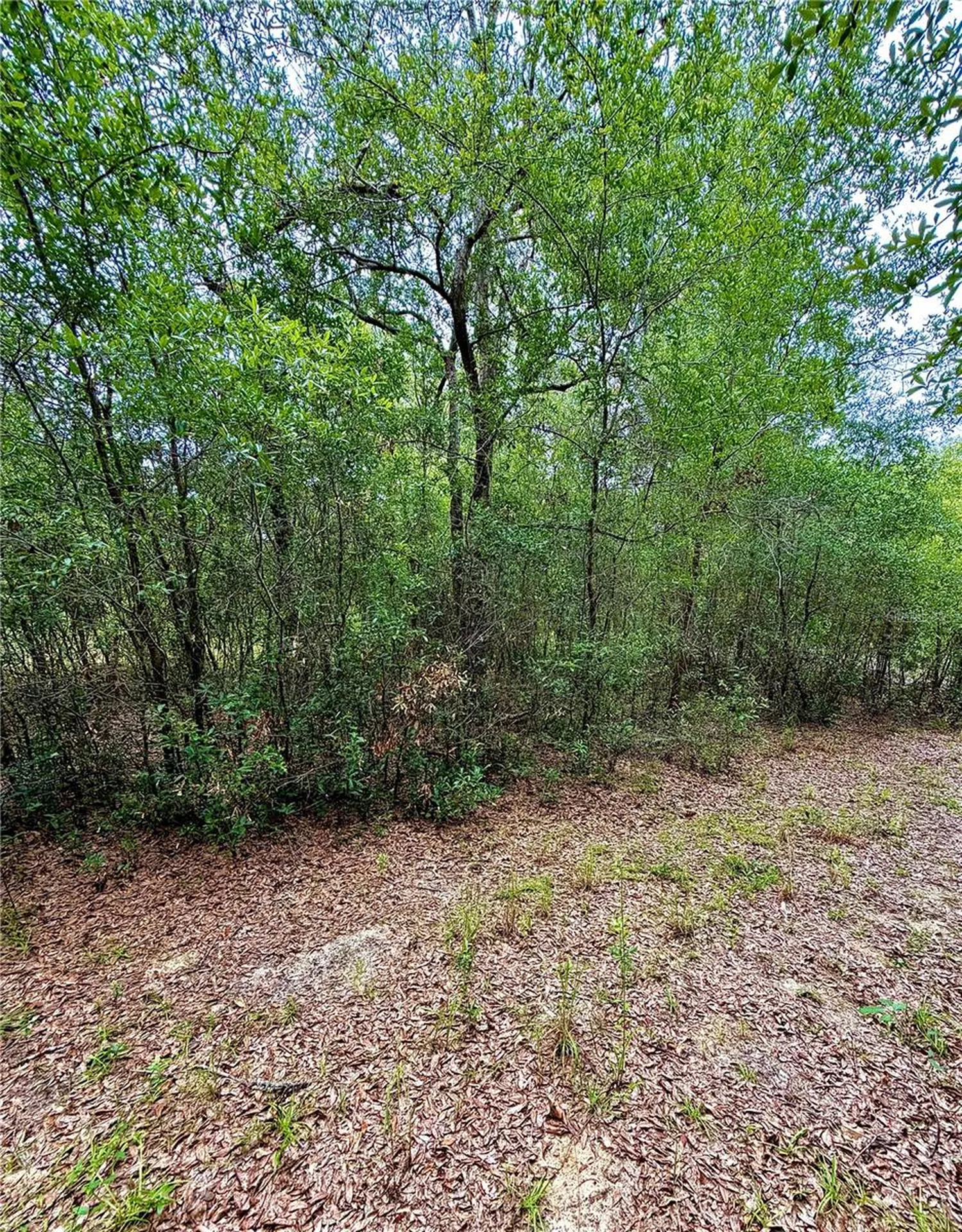 12790 NE 78 Terrace Bronson FL 32621