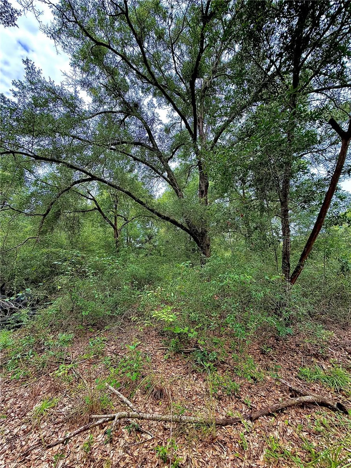 12790 NE 78 Terrace Bronson FL 32621