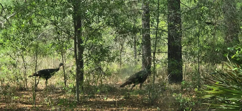 11488 Seely Lane Brooksville FL 34613