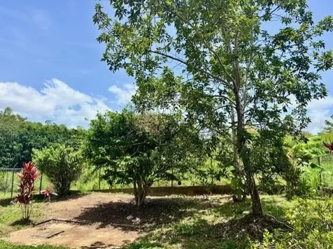 Bo Ceiba Sur Sector Canal Solar #6 Juncos PR 00777