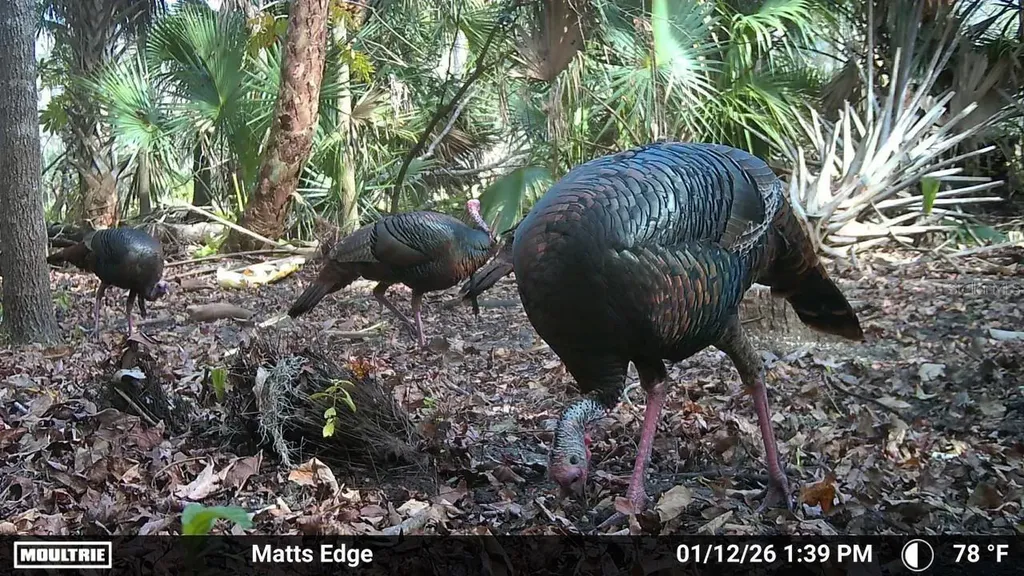 Volco Road Edgewater FL 32141