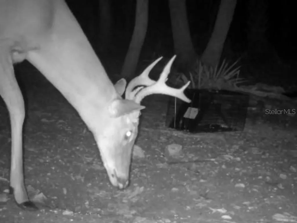 Volco Road Edgewater FL 32141