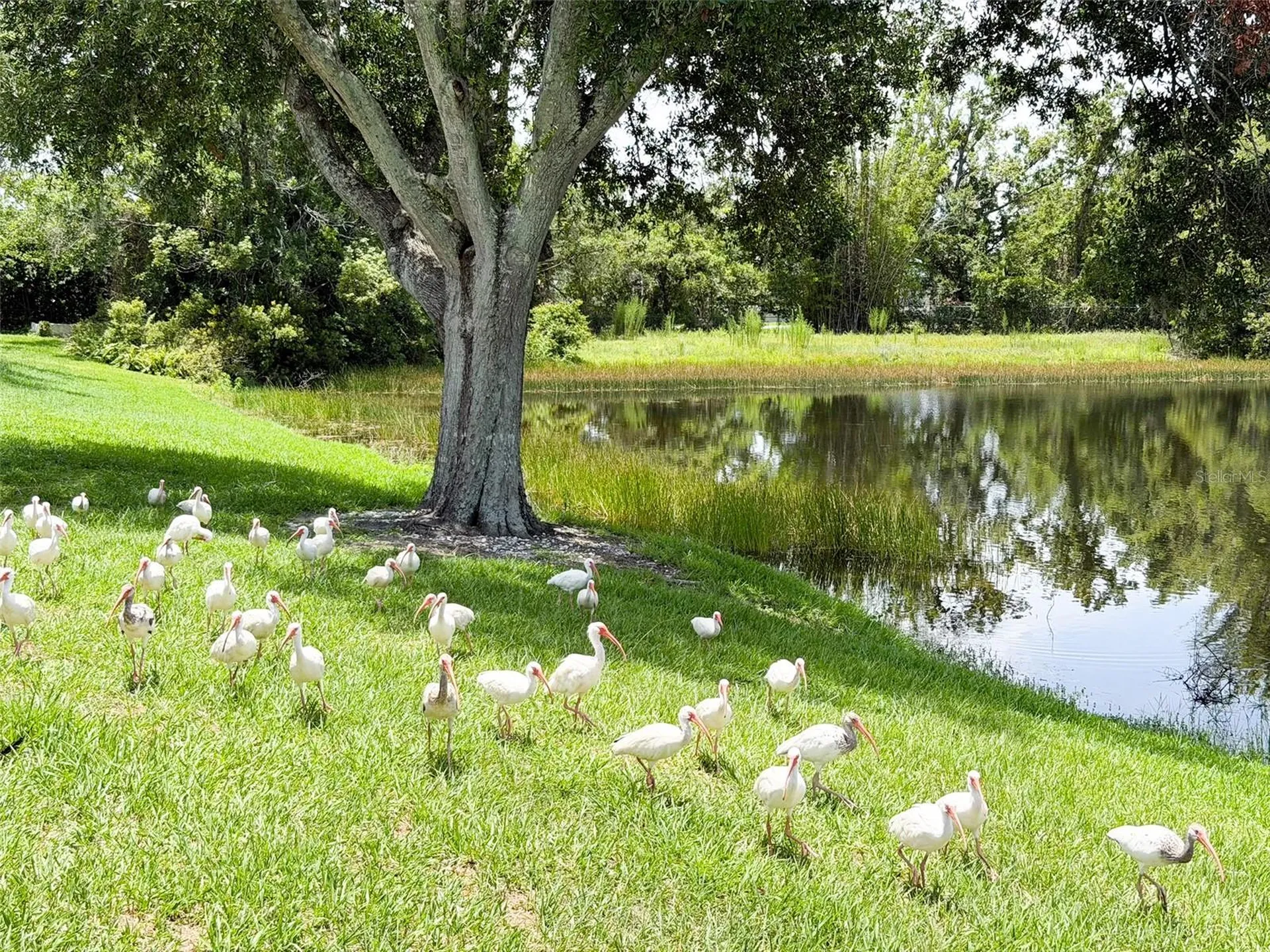 2705 Chatham Circle Kissimmee FL 34746