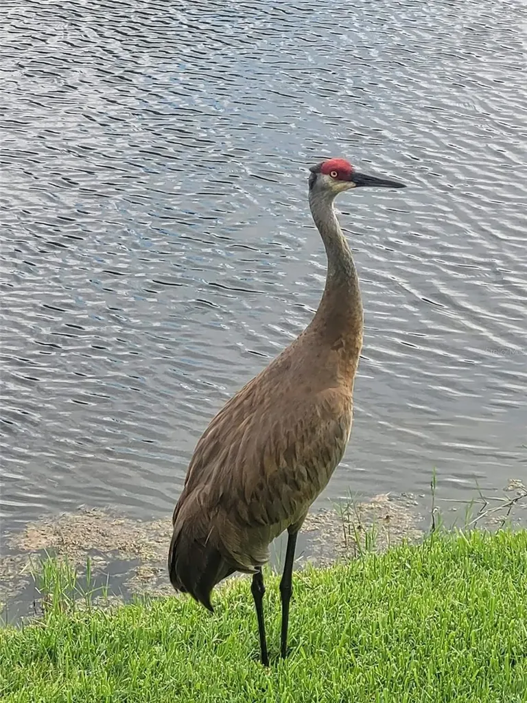 732 Lighthouse Drive Tarpon Springs FL 34689