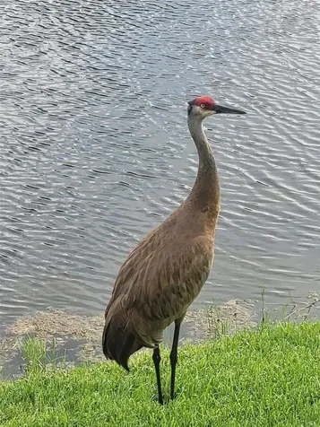 732 Lighthouse Drive Tarpon Springs FL 34689