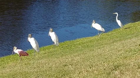 732 Lighthouse Drive Tarpon Springs FL 34689