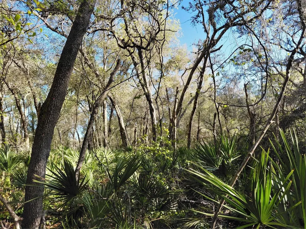 36031 Butternut Drive Webster FL 33597