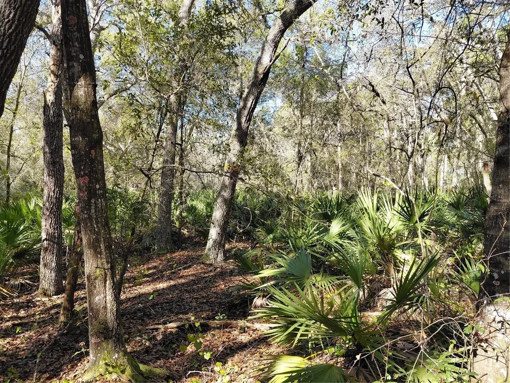 36031 Butternut Drive Webster FL 33597