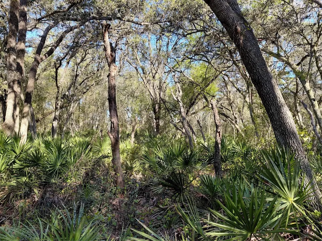 36031 Butternut Drive Webster FL 33597