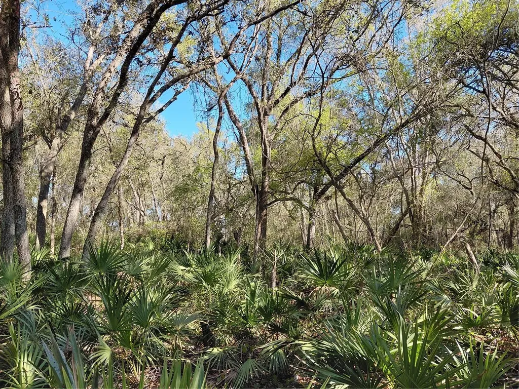 36031 Butternut Drive Webster FL 33597