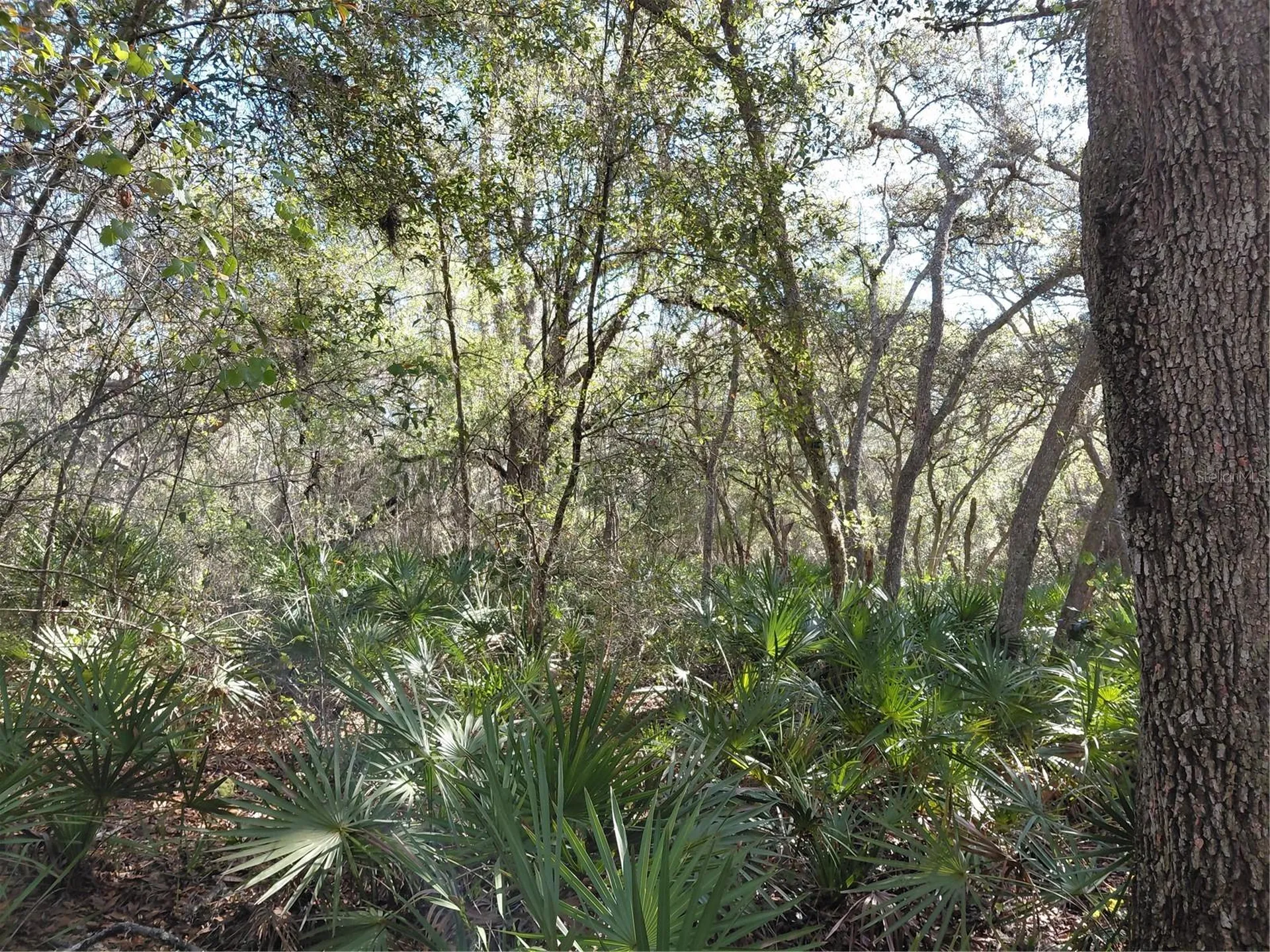 36031 Butternut Drive Webster FL 33597
