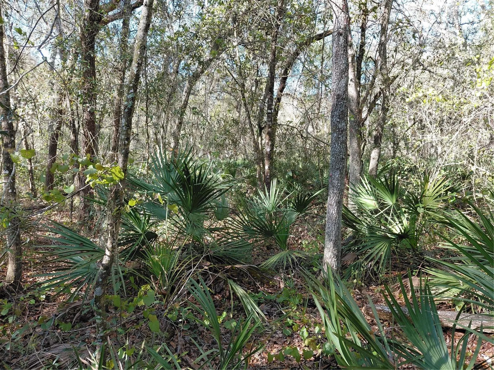 36031 Butternut Drive Webster FL 33597