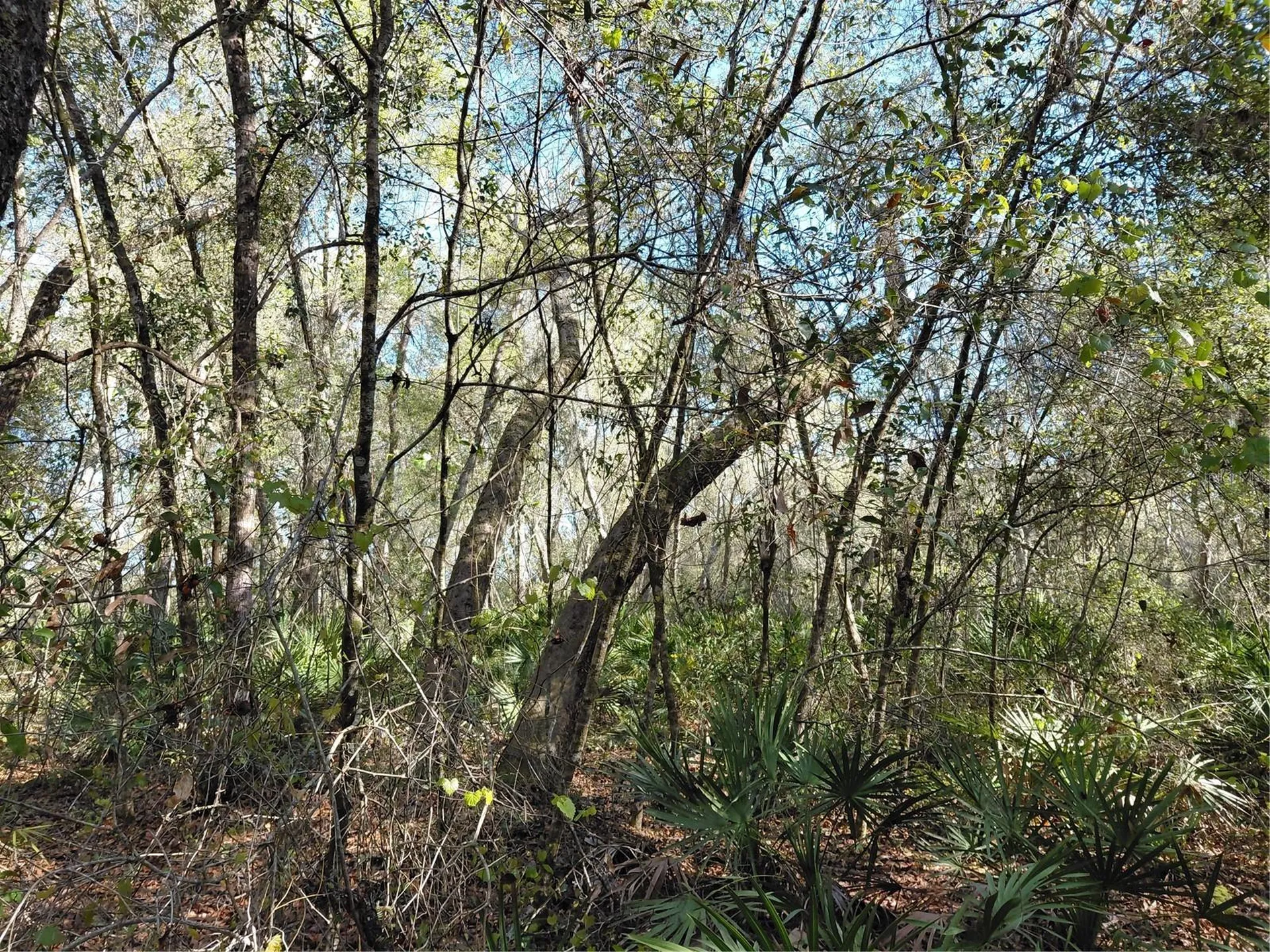 36031 Butternut Drive Webster FL 33597
