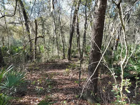 36031 Butternut Drive Webster FL 33597