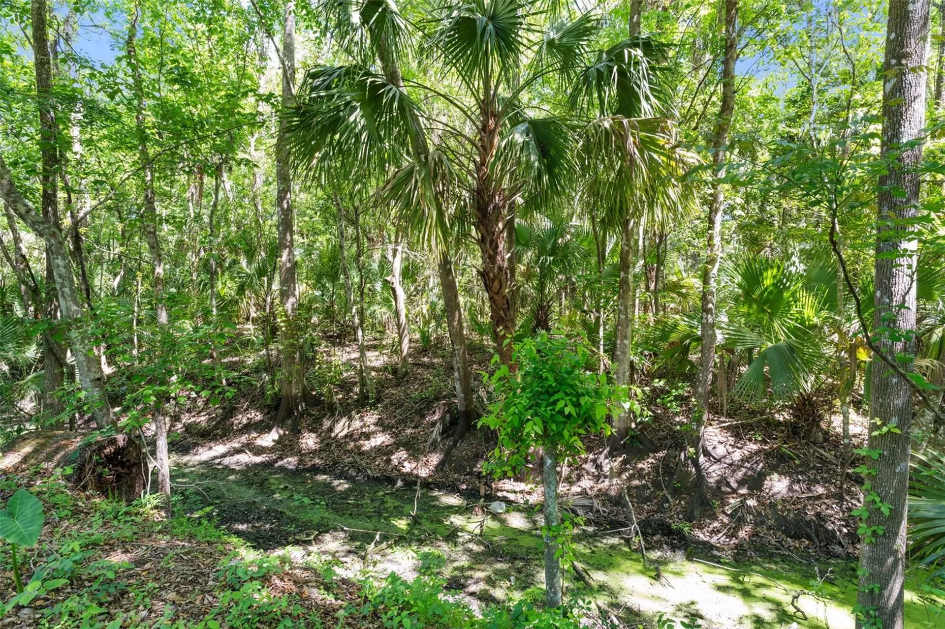 3547 Cr 405 Lake Panasoffkee FL 33538