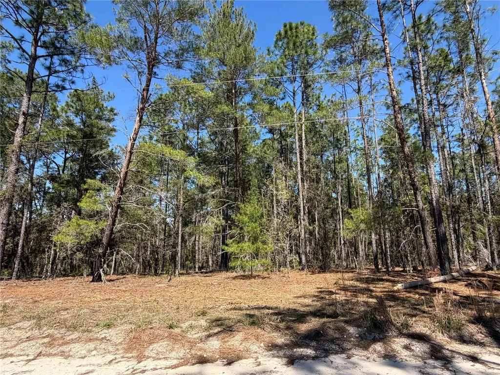 00000 SE 58th Place Morriston FL 32668