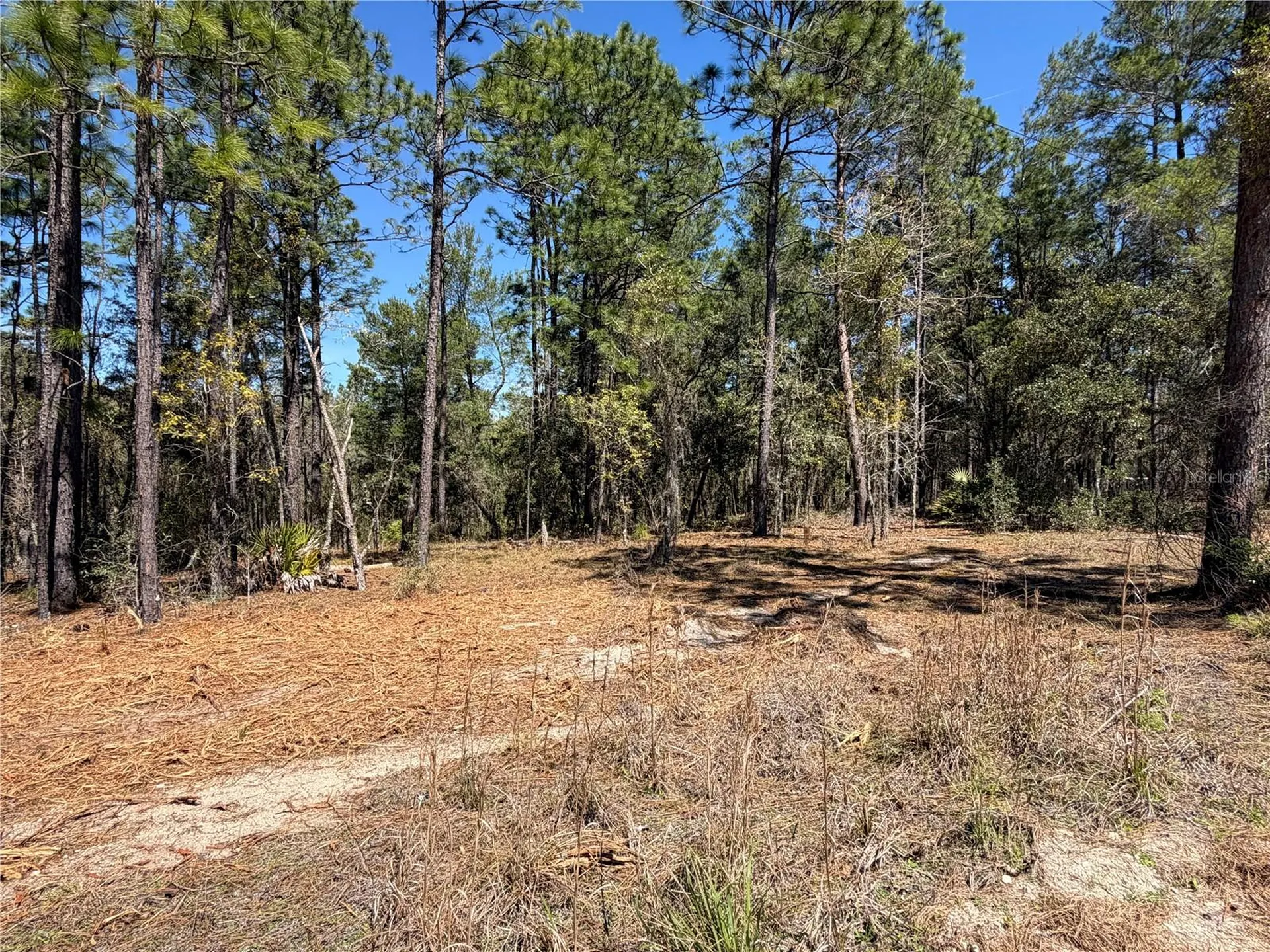 00000 SE 58th Place Morriston FL 32668