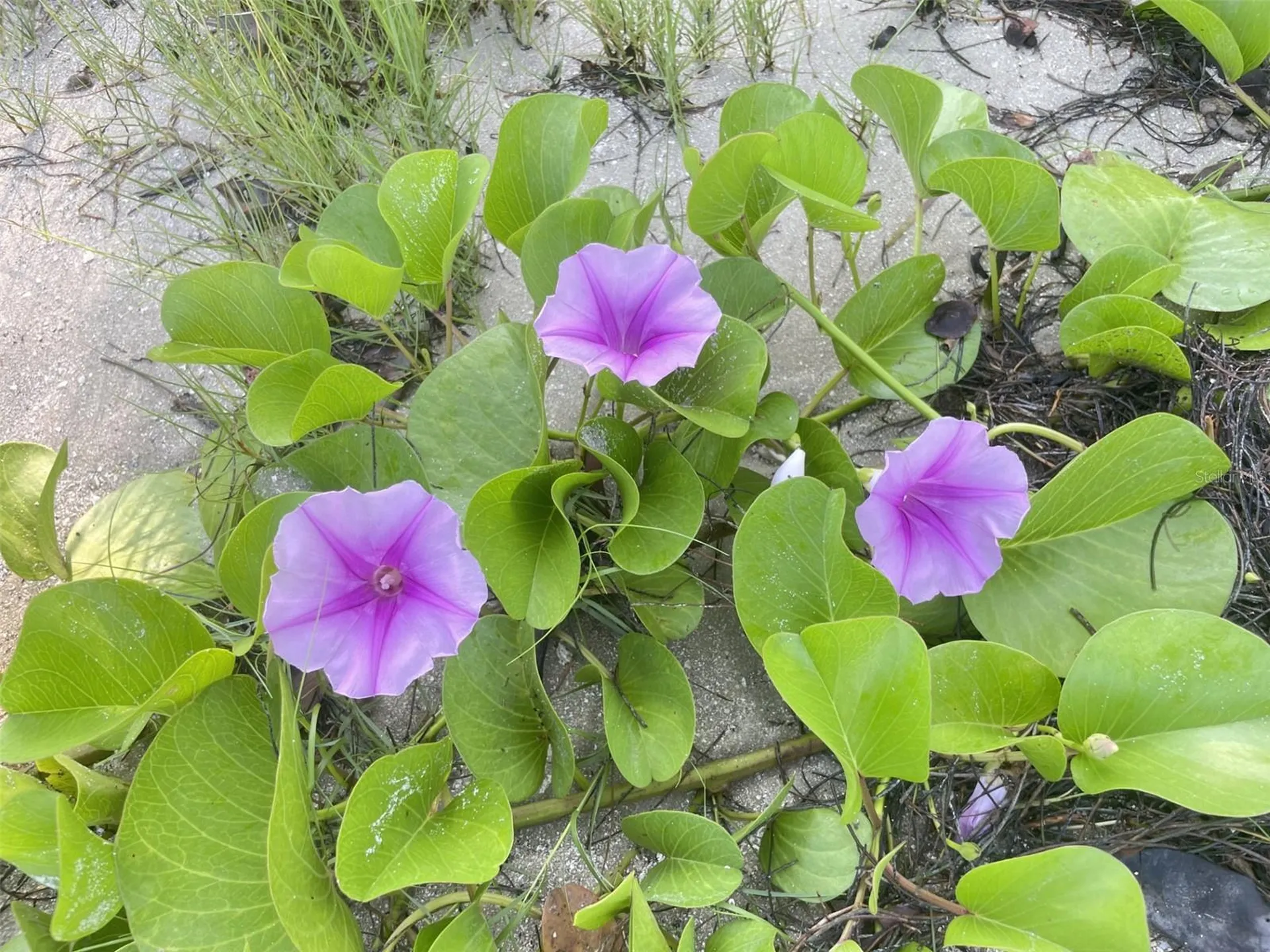 Coral Circle Fort Pierce FL 34949