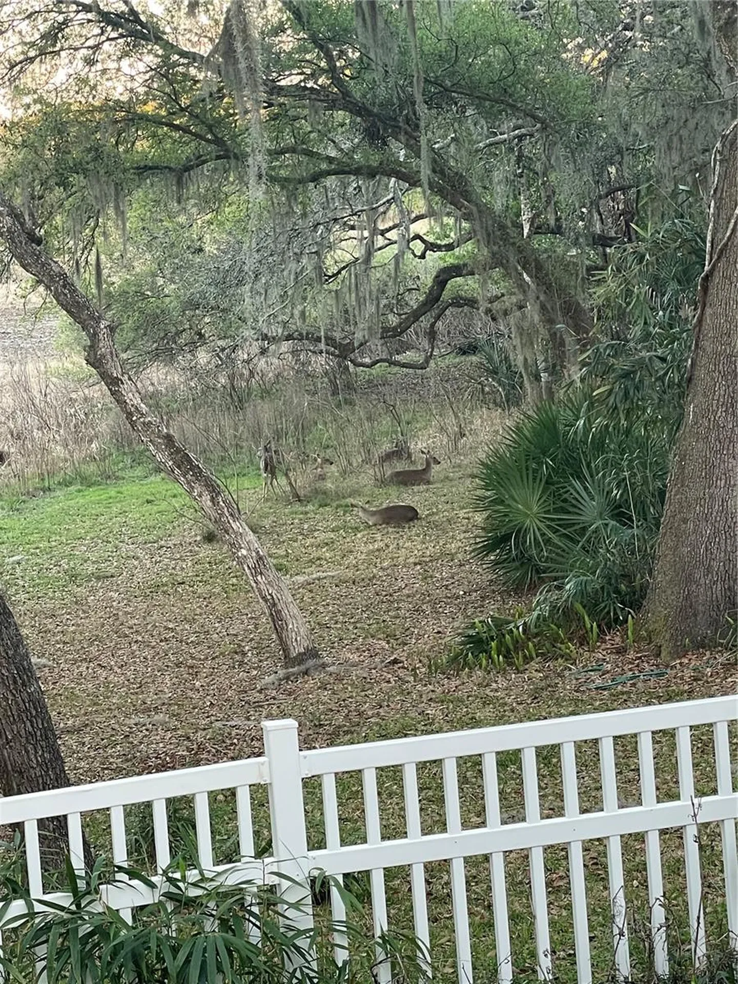 3189 S Graymor Path Inverness FL 34450