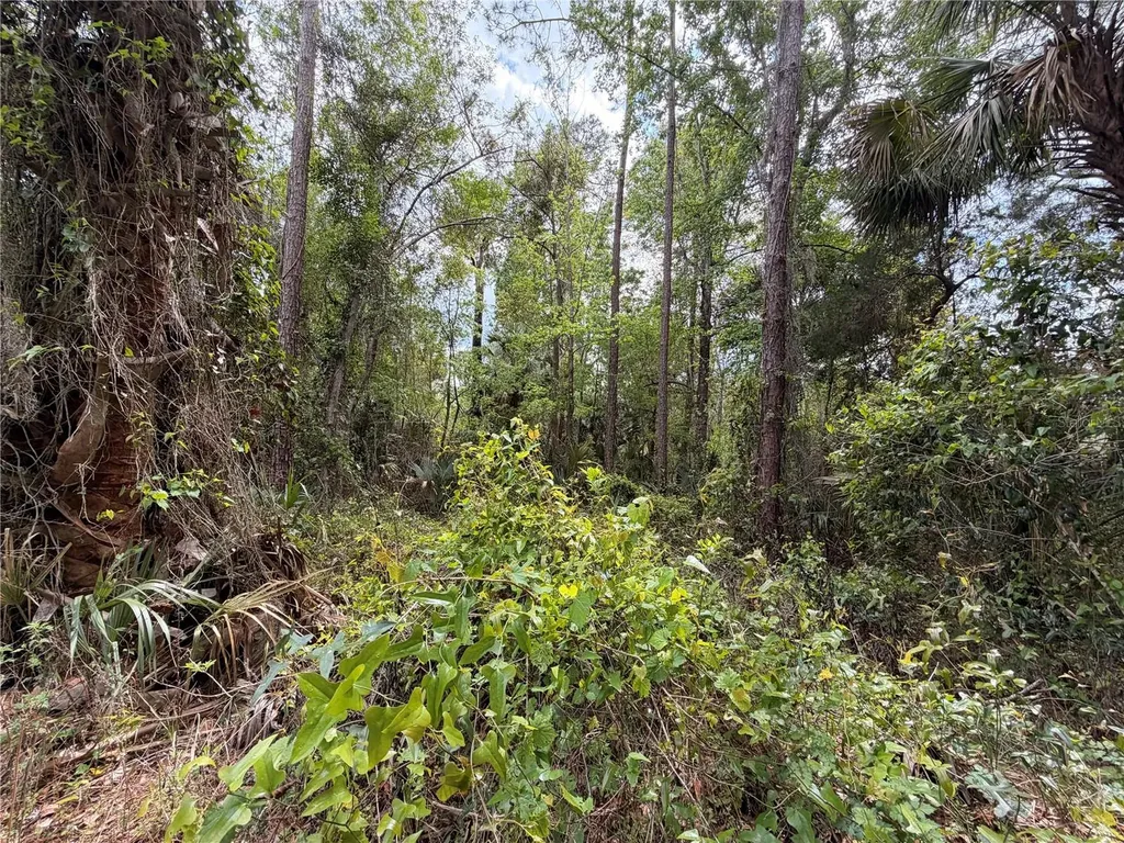 County Road 445a Astor FL 32102