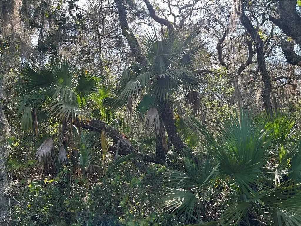 County Road 445a Astor FL 32102