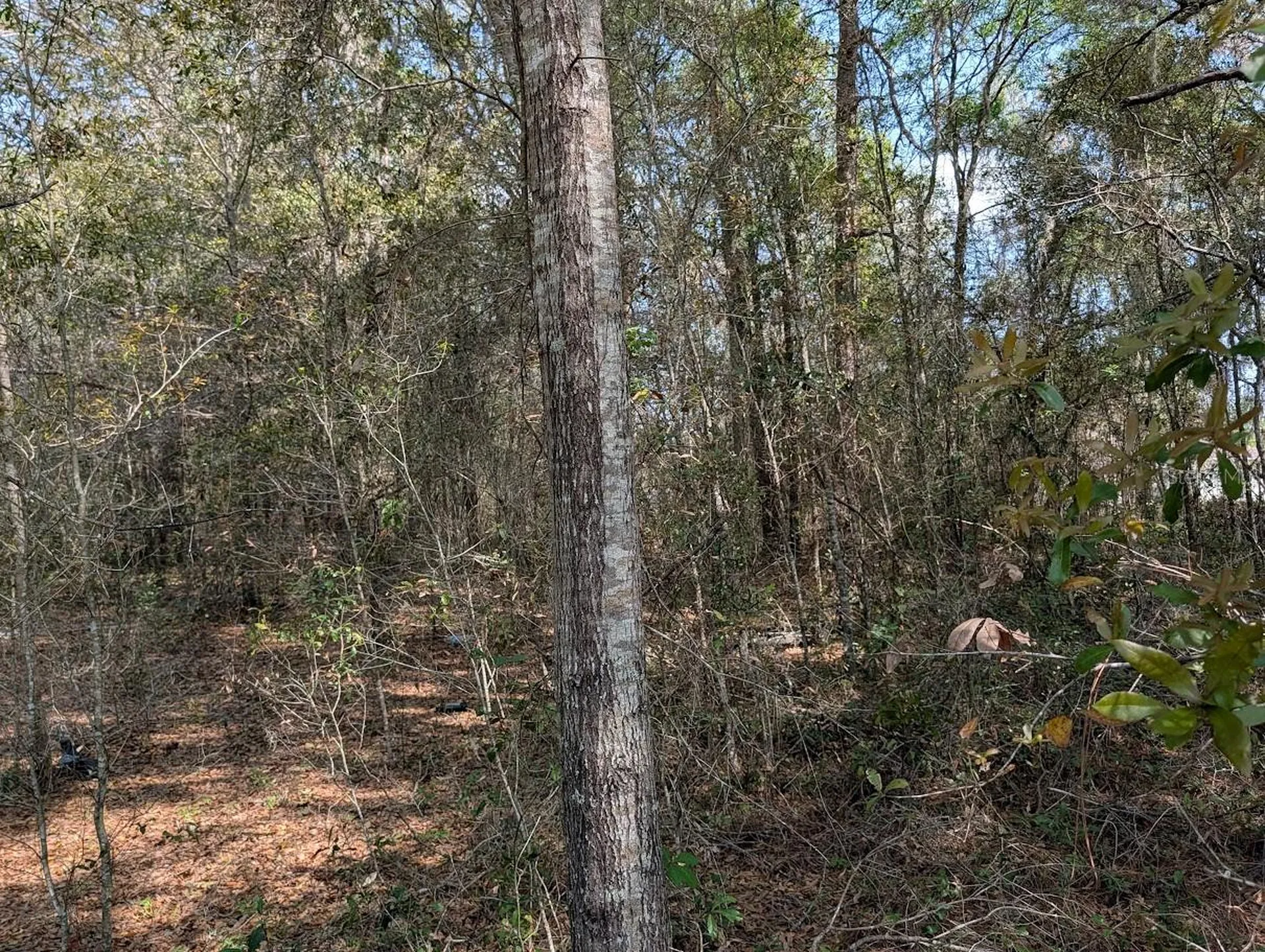 SW 30th Place Ocala FL 34481