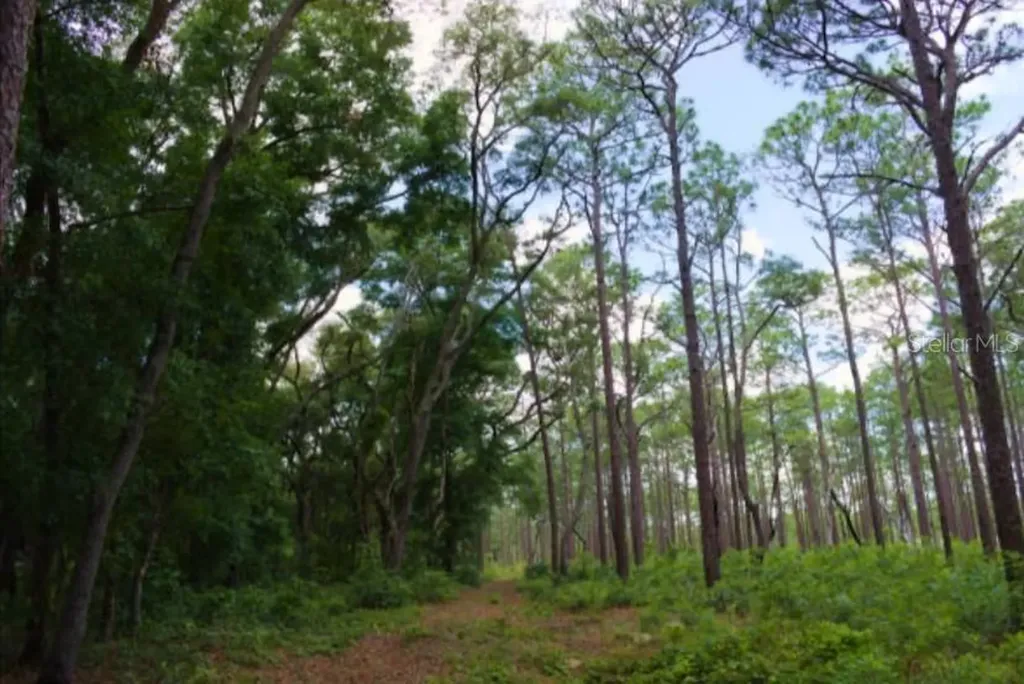 14263 NE 252nd Court Road Salt Springs FL 32134