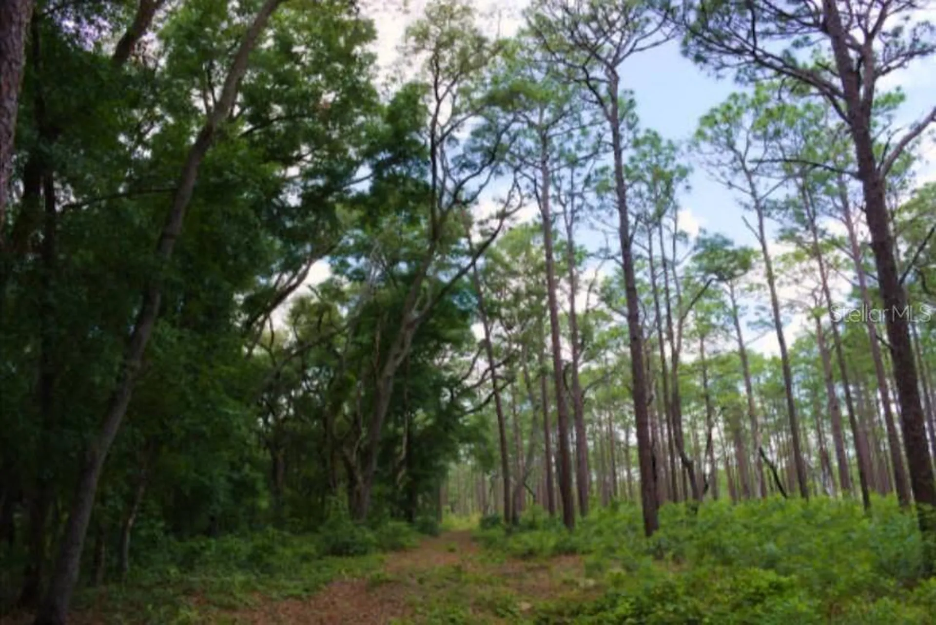 14263 NE 252nd Court Road Salt Springs FL 32134