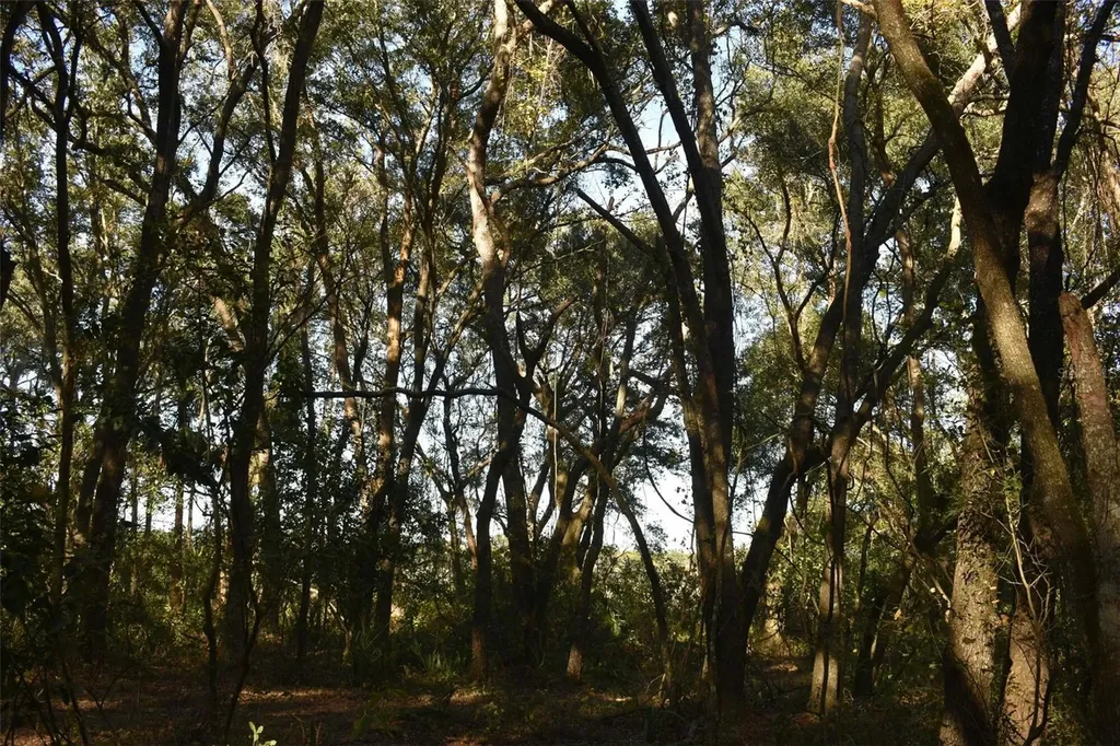 13800 County Road 450 Umatilla FL 32784