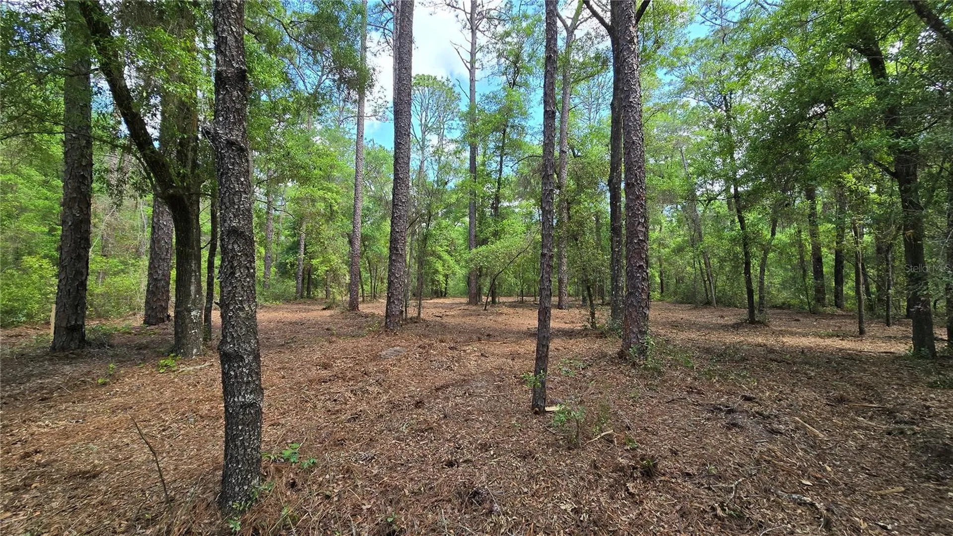 2797 W Grapevine Court Dunnellon FL 34433