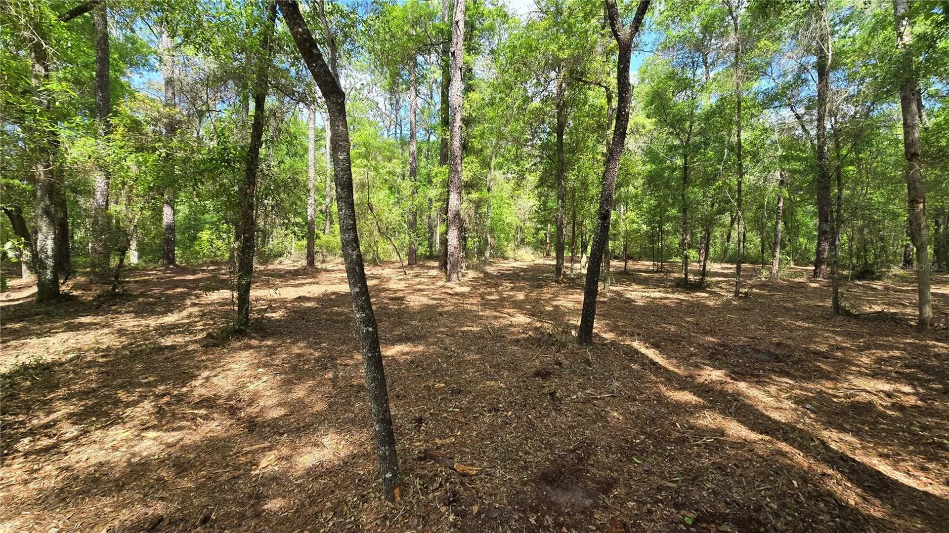 2797 W Grapevine Court Dunnellon FL 34433