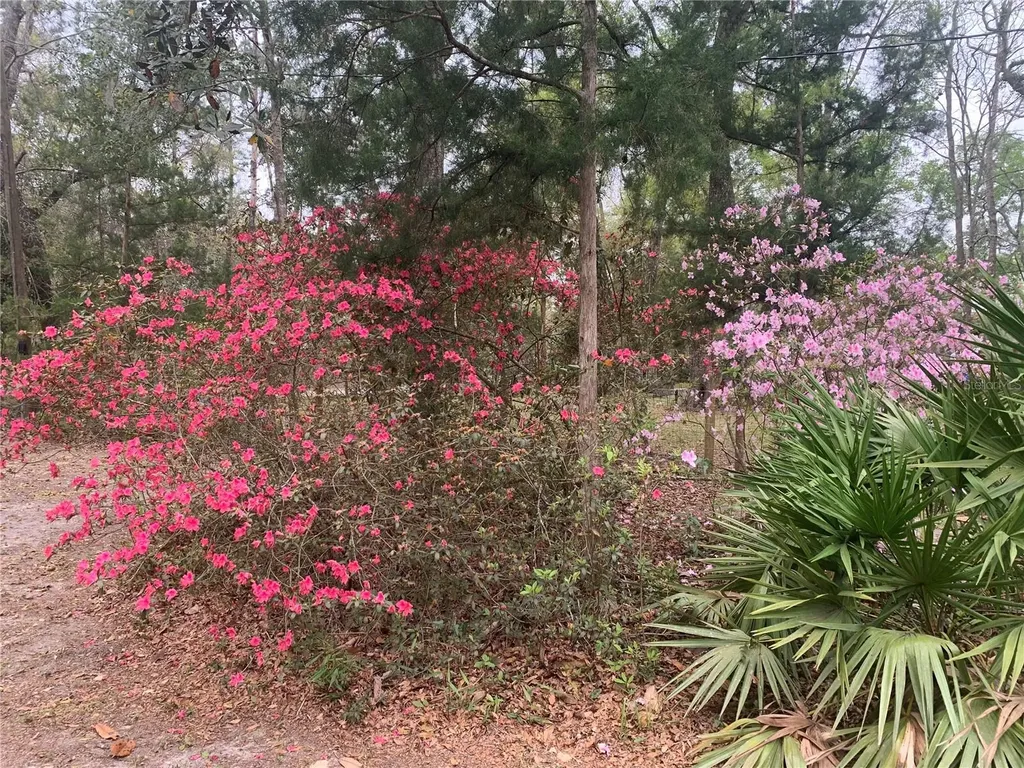 11651 NW 127 Lane Chiefland FL 32626