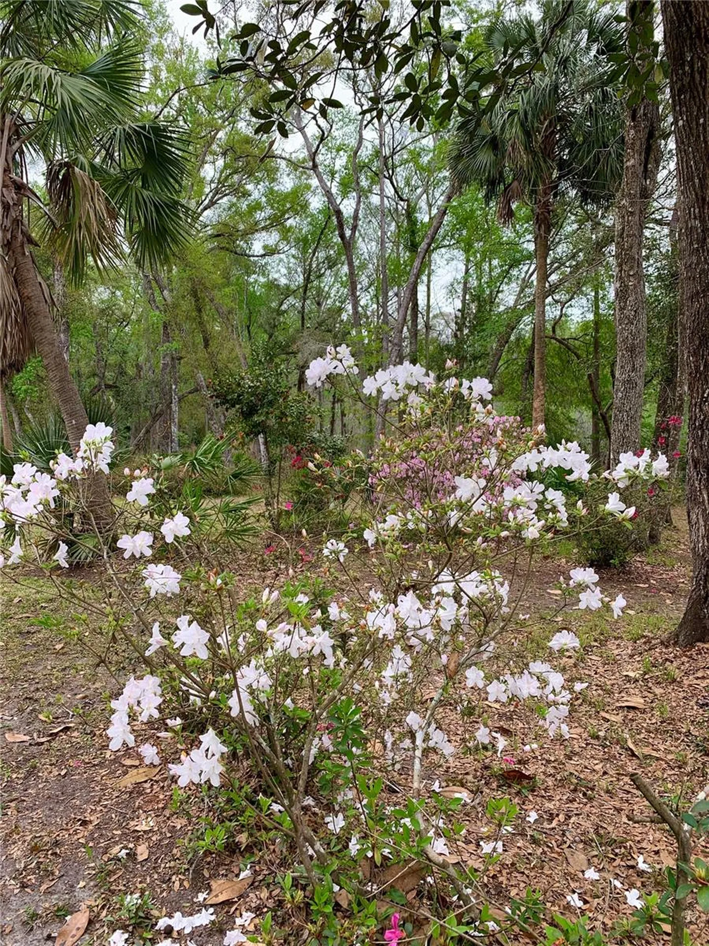11651 NW 127 Lane Chiefland FL 32626