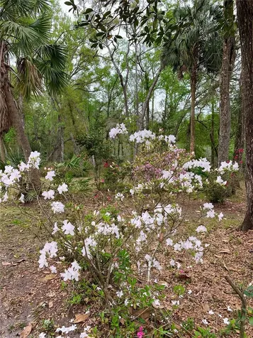 11651 NW 127 Lane Chiefland FL 32626